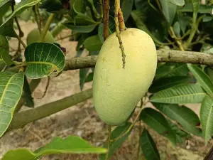 Mangga Harum Manis