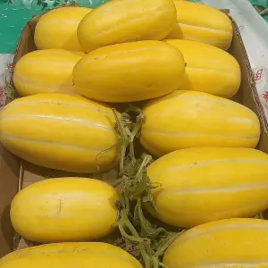Melon Golden