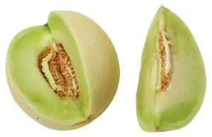 Melon Honeydew