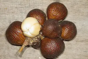 Salak Pondoh