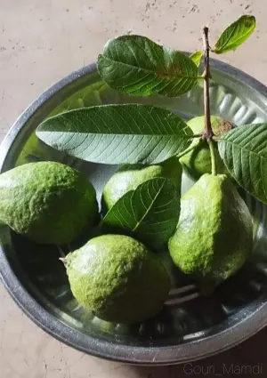 Jambu Kristal