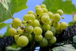 Anggur Hijau Seedless