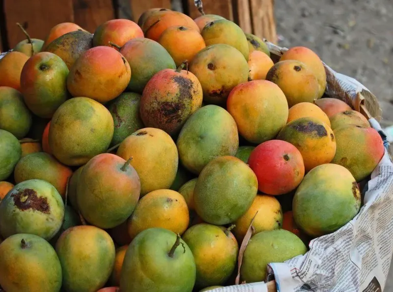 Mangga Gedong Gincu