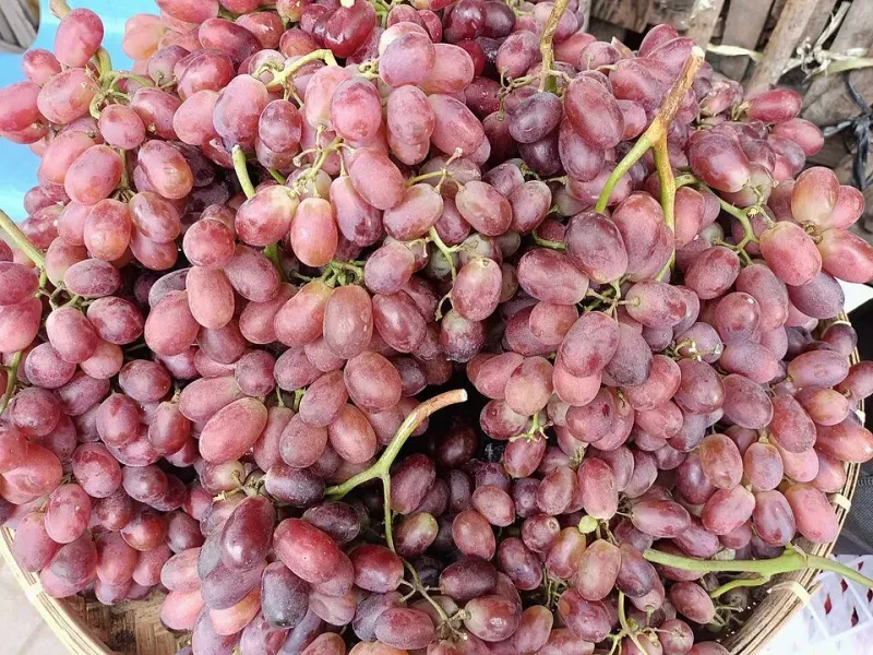 Anggur Crimson Seedless