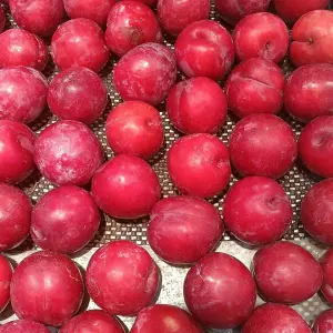 Plum Merah