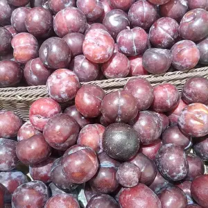 Plum Hitam Angeleno
