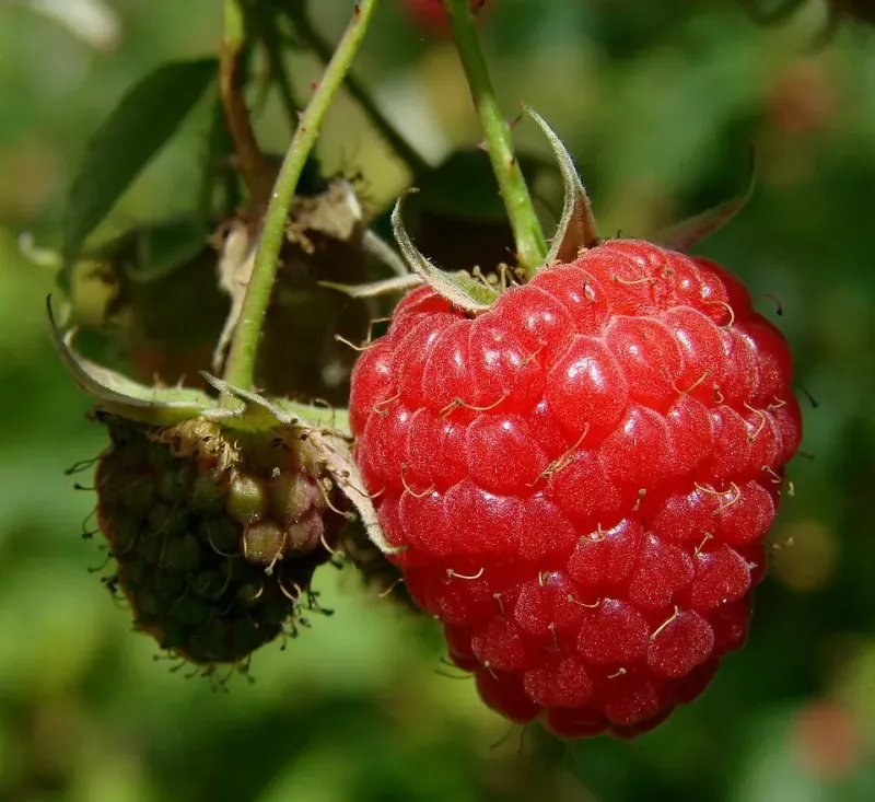 Raspberry