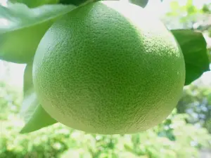 Jeruk Pomelo Honey