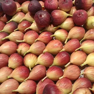 Buah Tin Segar