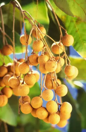 Longan Thailand