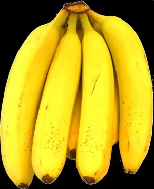 Pisang Cavendish